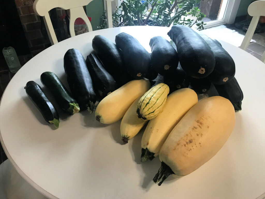 zucchini situation