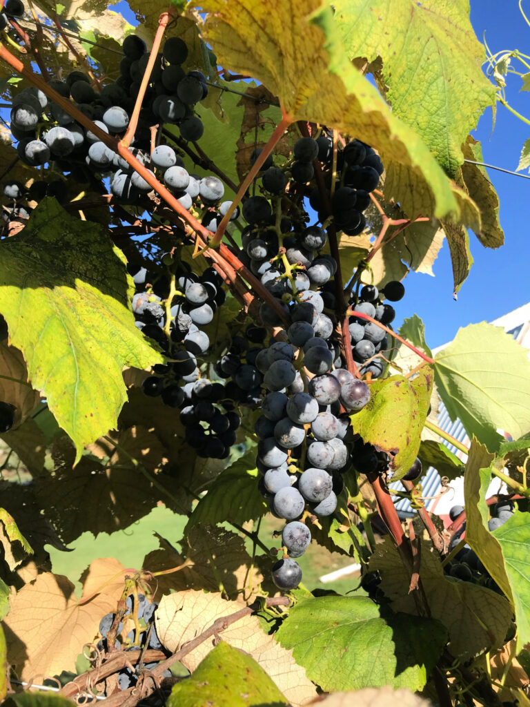 Concord grapevine
