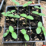 sprouted seedlings
