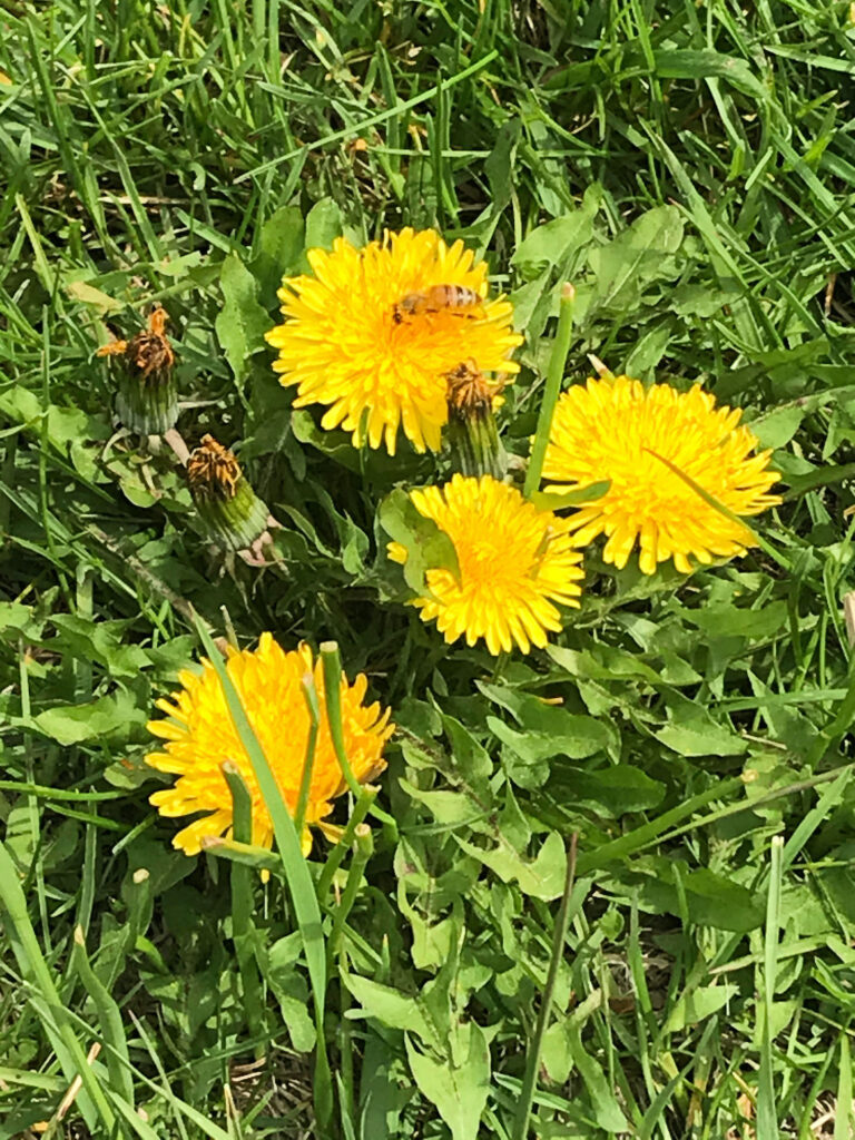 honeybee on dandelions