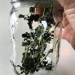 dried oregano in a glass jar