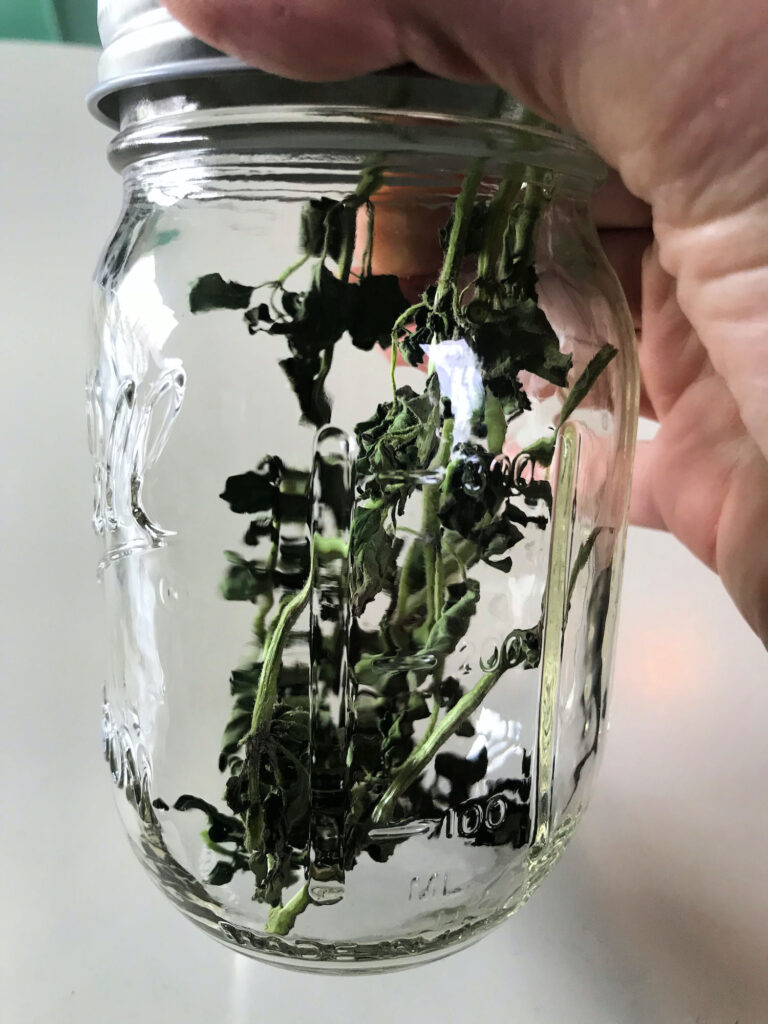 dried oregano in a glass jar