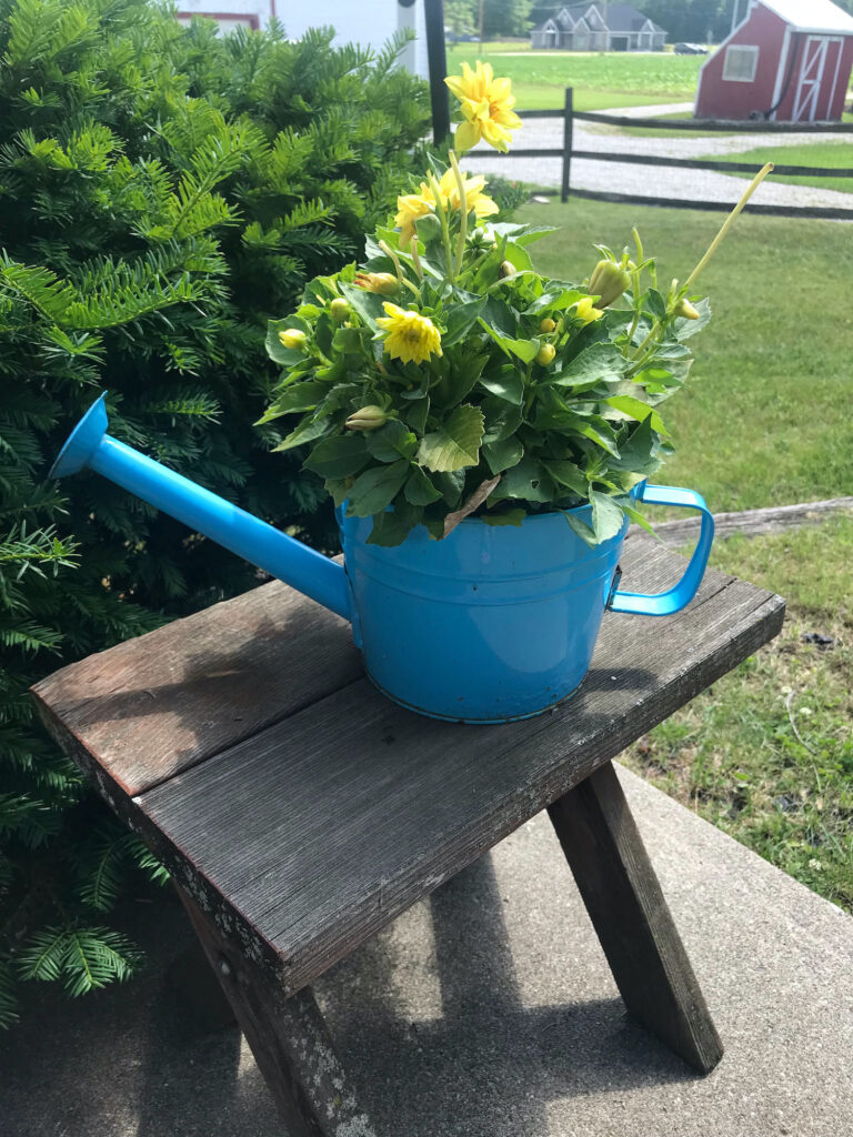 watering can planter with yellow dahlias in it