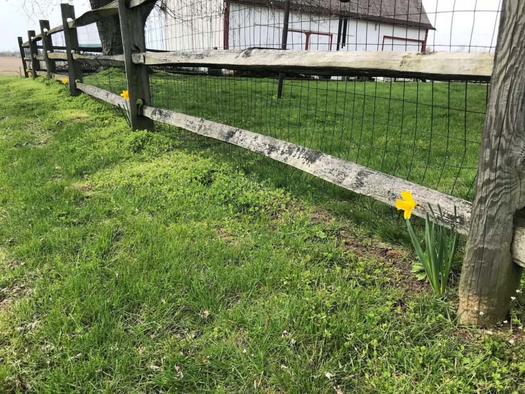 daffodils near fence row