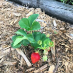 strawberry plant in a garden