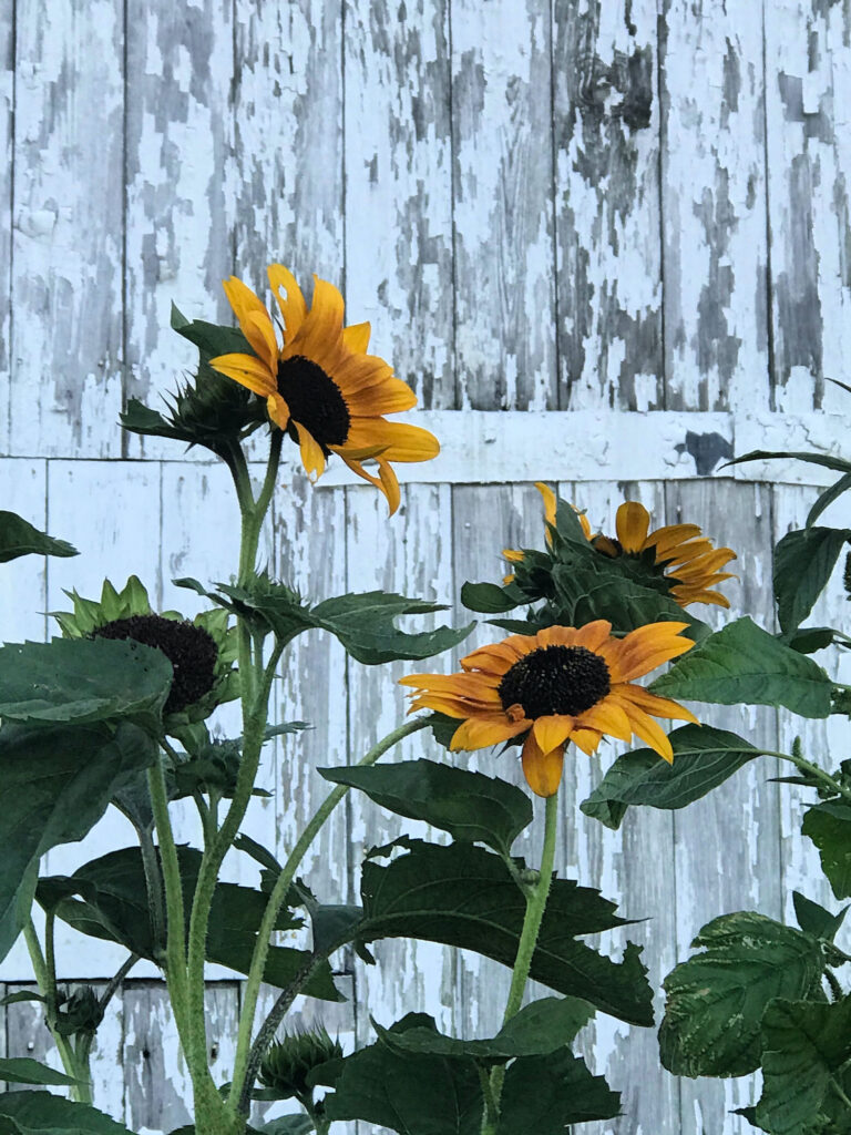 sunflowers against chippy paint