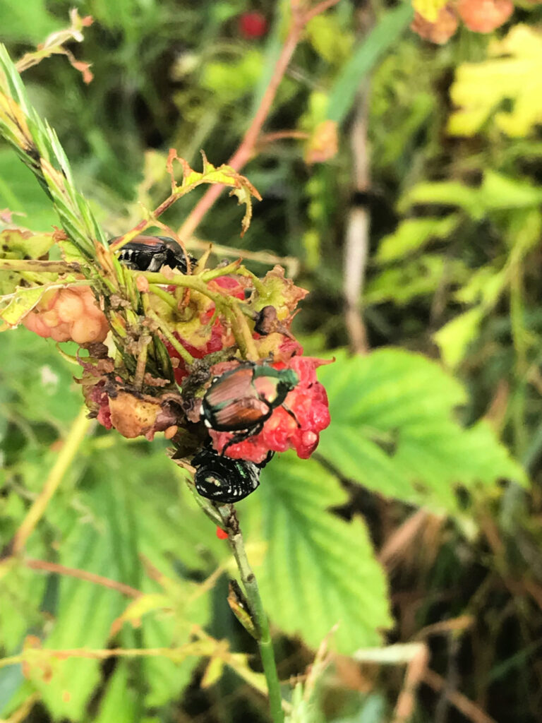 Japanese beetle on raspberry branch
