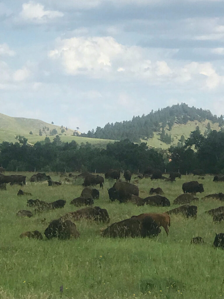 bison in field in Custer State Park