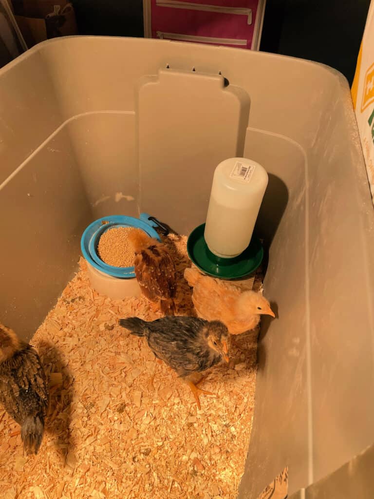 baby chicks in a storage tote